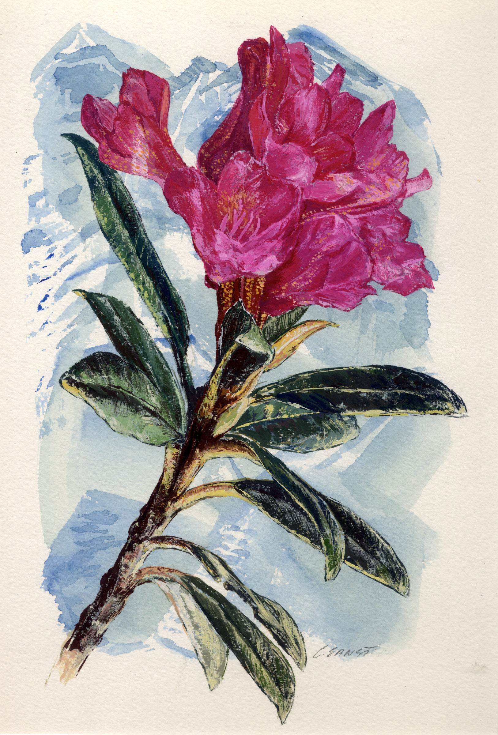 23. Rhododendron ferrugineux